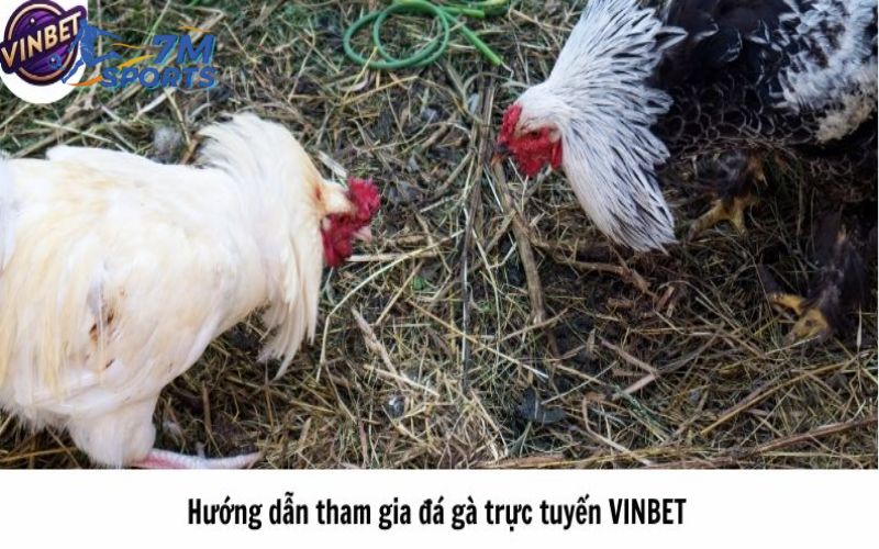 Hướng dẫn tham gia đá gà trực tuyến VINBET