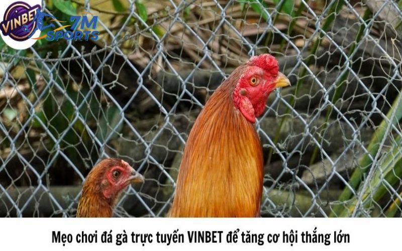 Mẹo chơi đá gà trực tuyến VINBET để tăng cơ hội thắng lớn